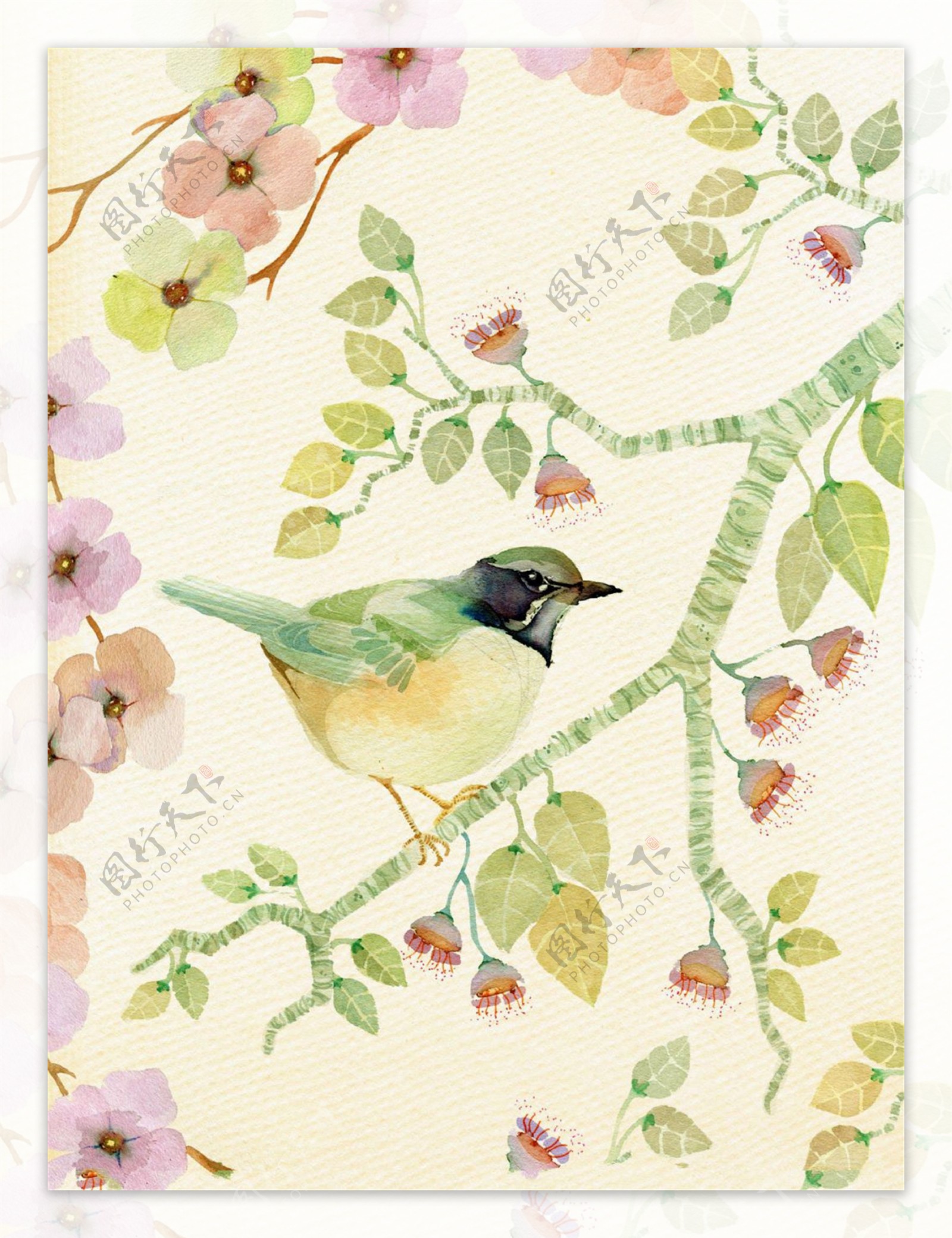 水彩花朵树枝上的小鸟插画
