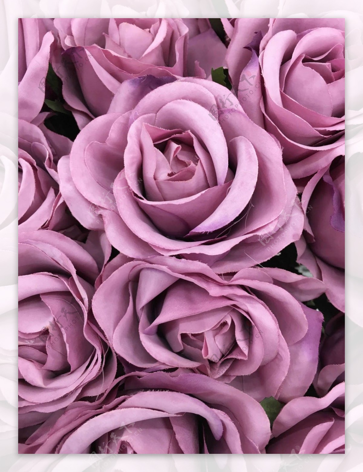 高清紫色玫瑰花特写大图