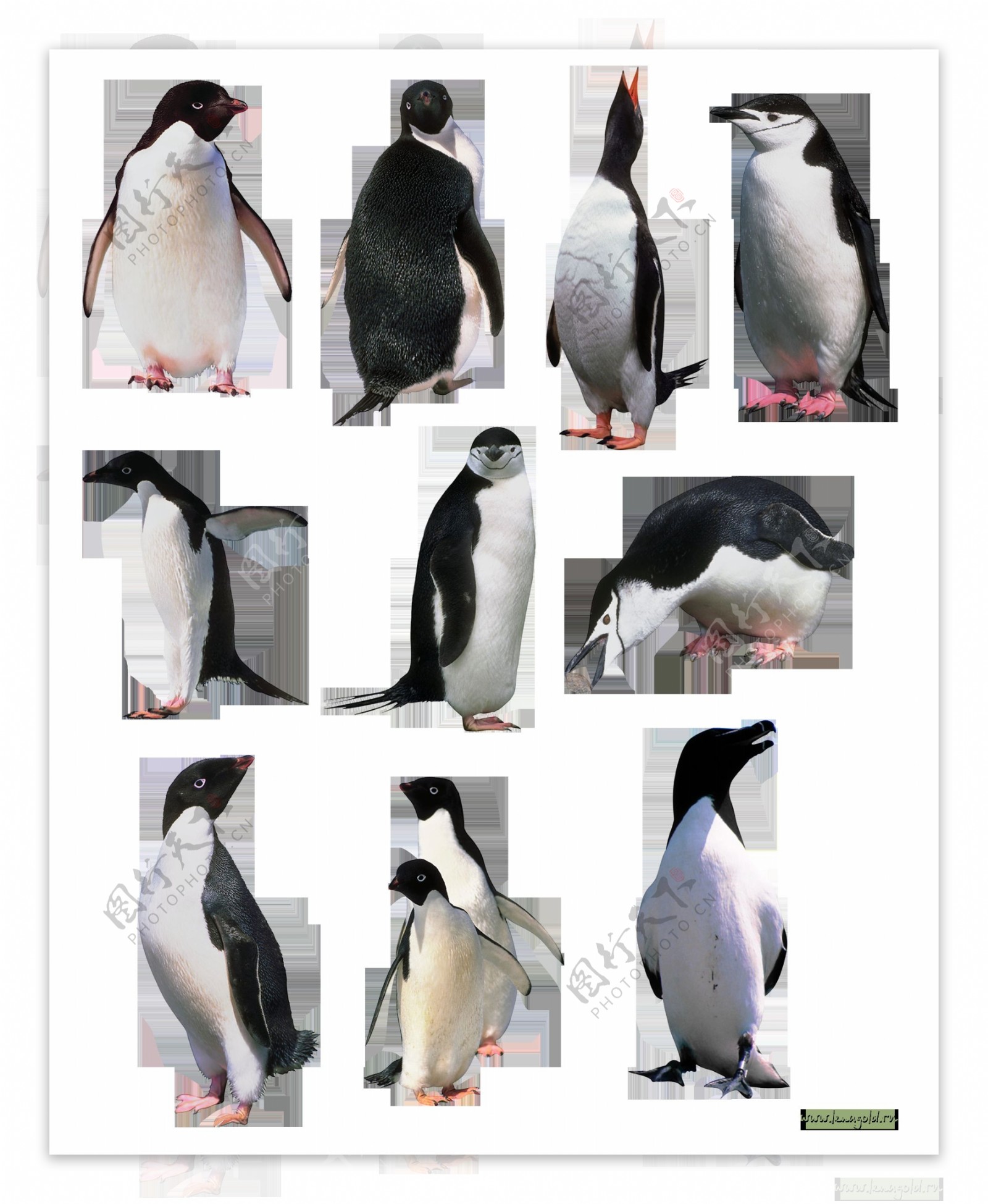 一群不同姿态的企鹅免抠png透明图层素材