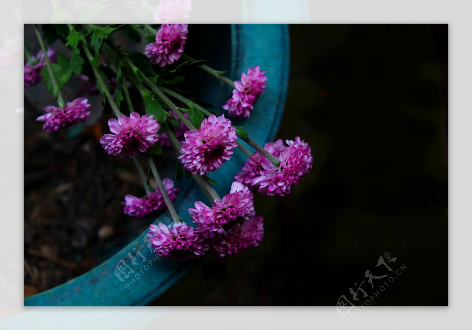 小清新雏菊花朵静物摄影