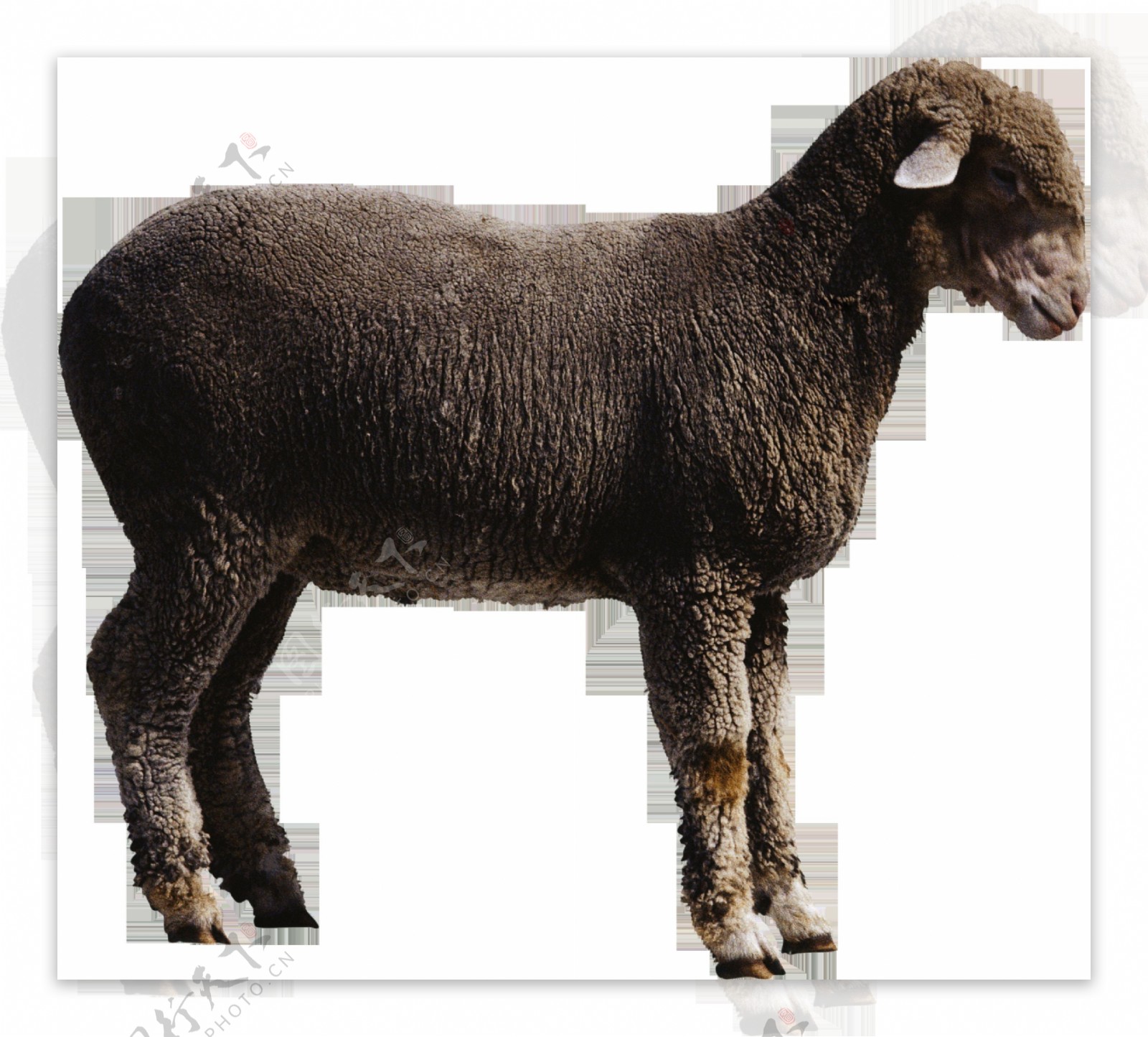 绵羊侧面图片免抠png透明图层素材