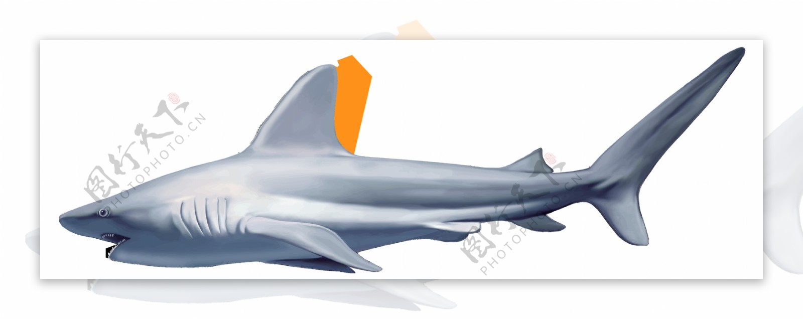 一只银色大鲨鱼免抠png透明图层素材