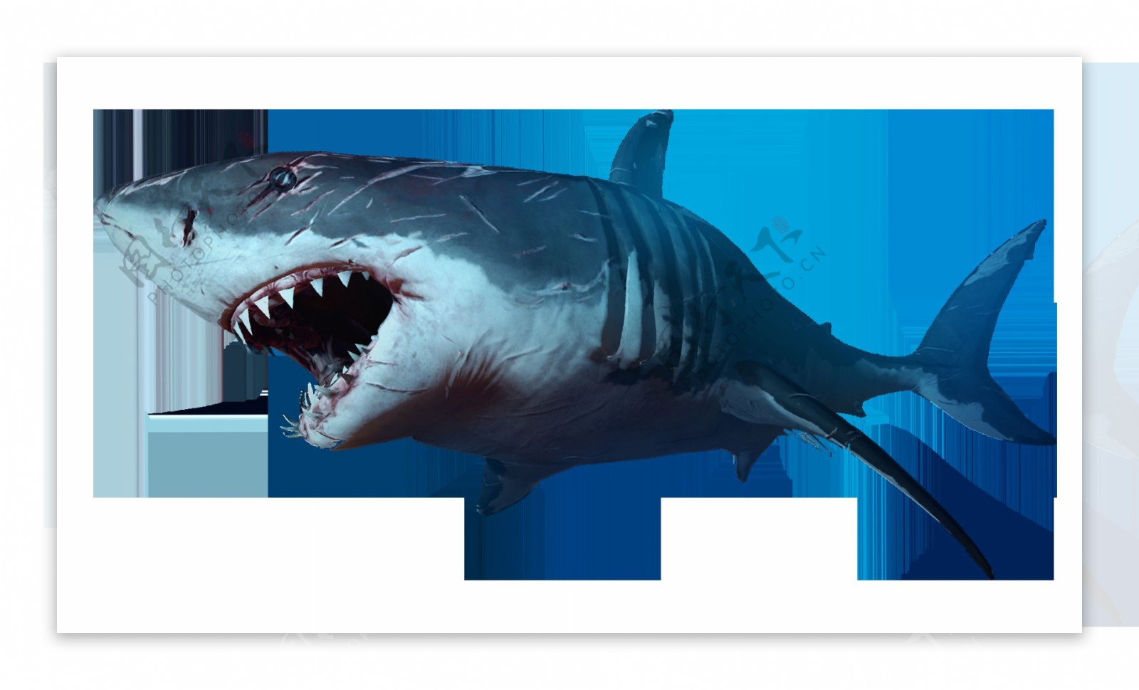 凶恶的大鲨鱼免抠png透明图层素材