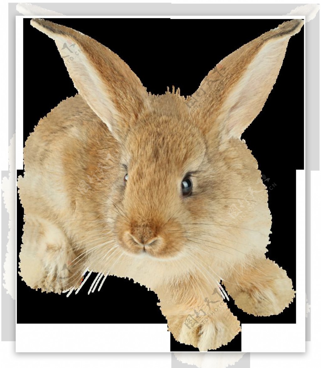 棕色大耳朵兔子免抠png透明图层素材