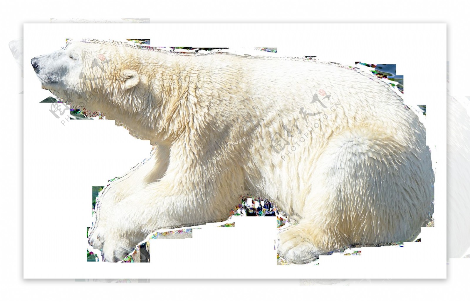 蹲地上的北极熊免抠png透明图层素材