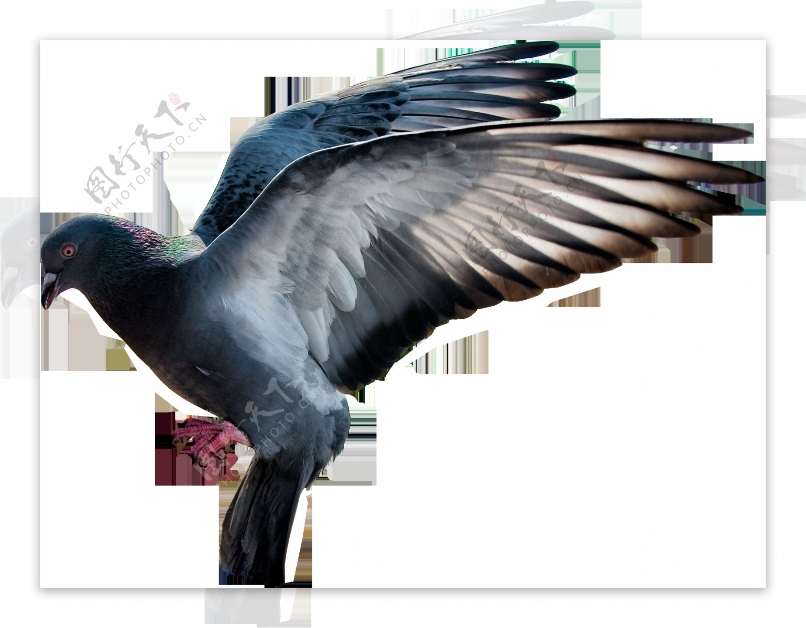展翅飞翔的鸽子免抠png透明图层素材