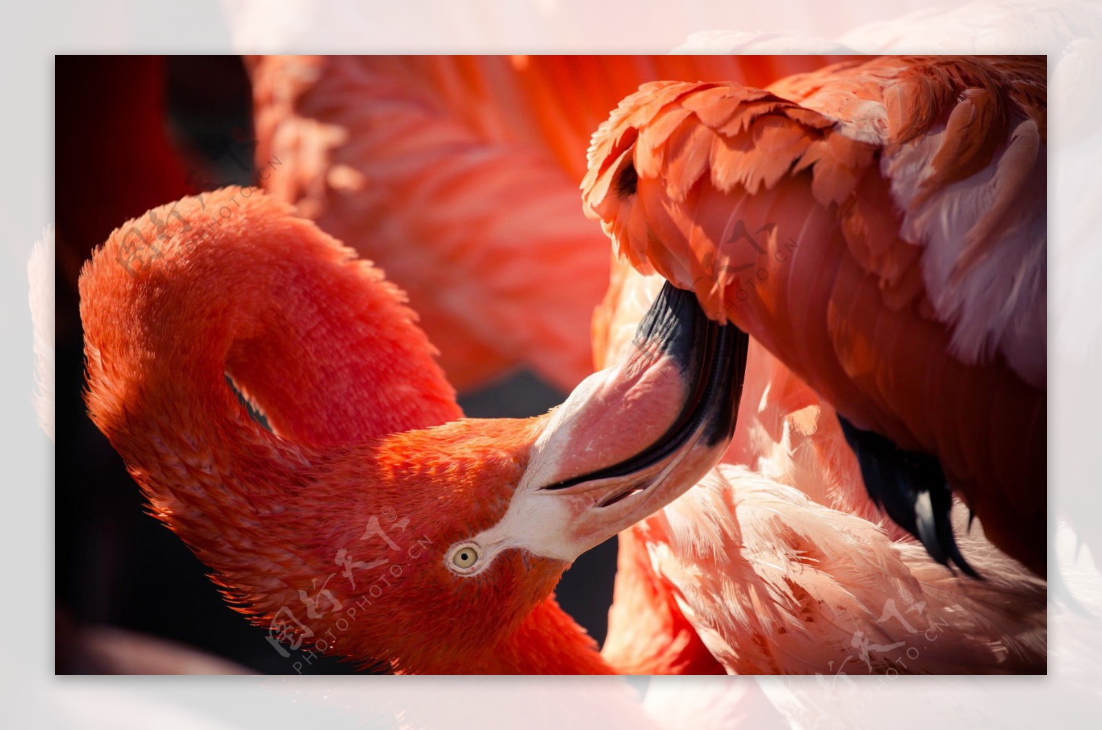 红鹳鸟喙摄影图片
