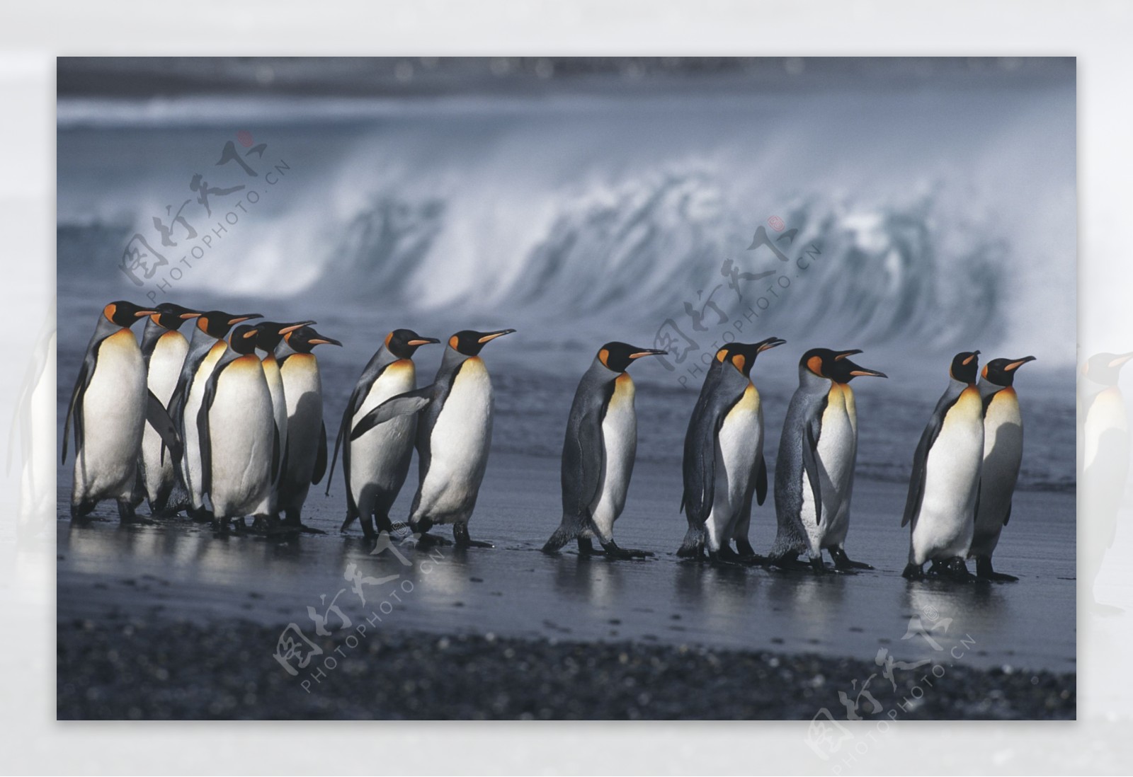 冰面上的一群企鹅图片