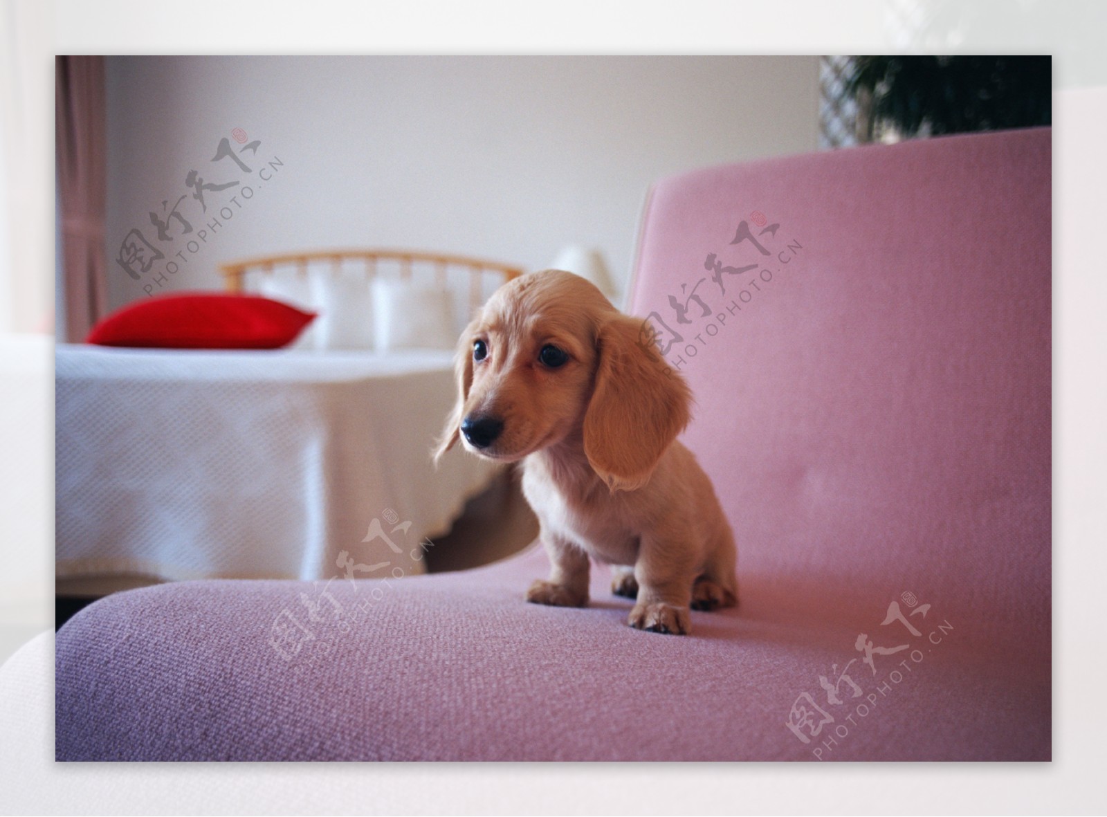 沙发上的小狗图片