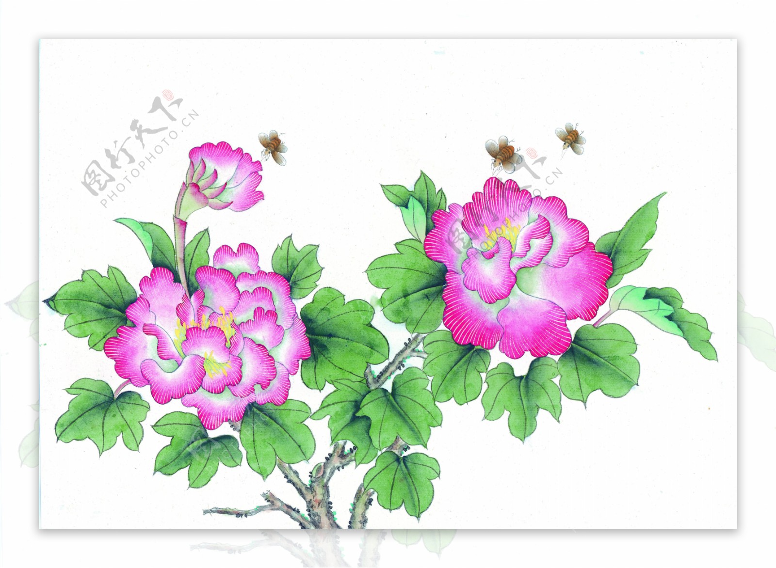 工笔画花与蜜蜂图片