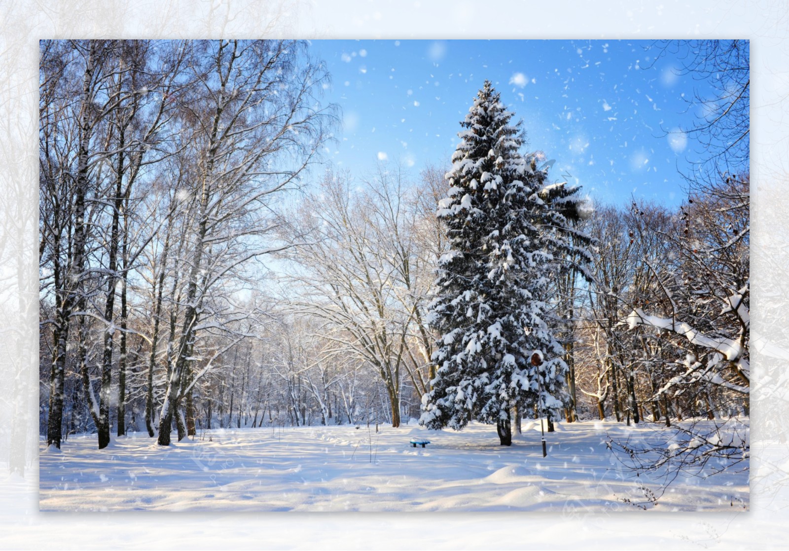 美丽树林雪景图片