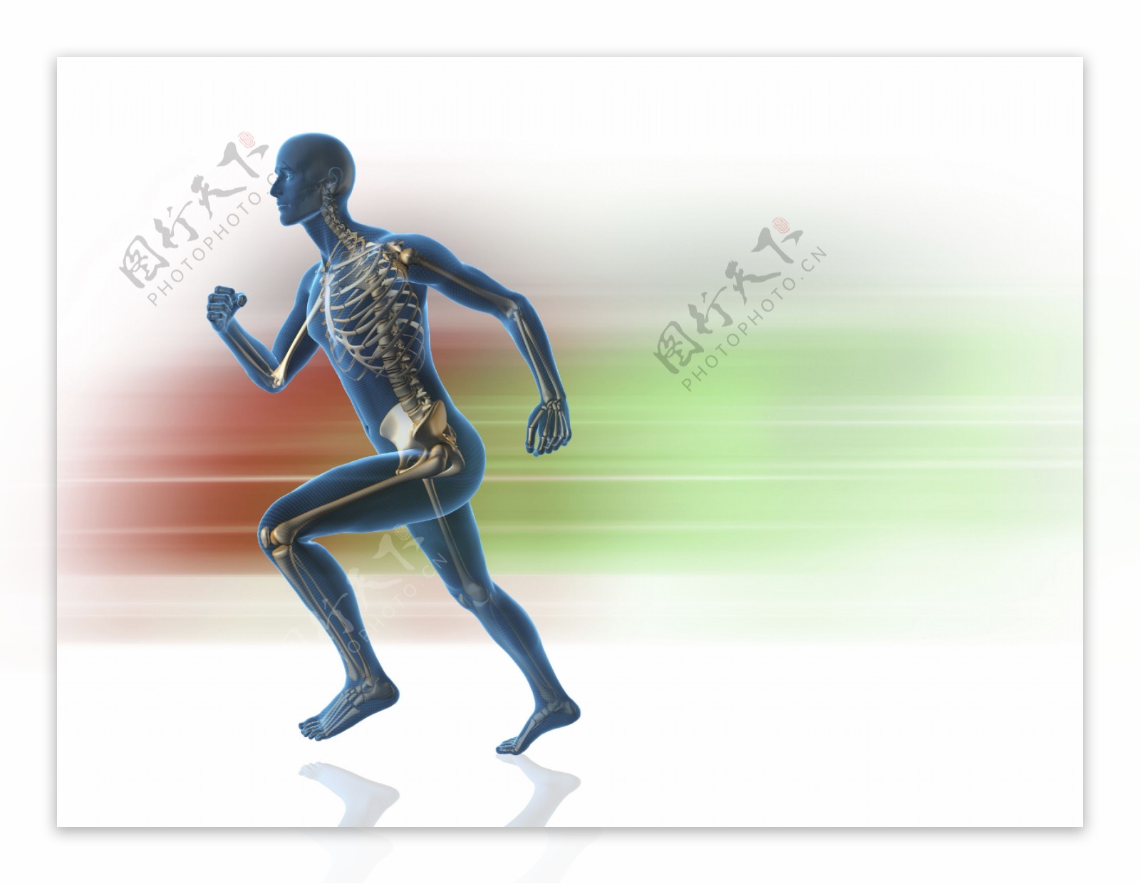 奔跑时的男性骨骼示意图片