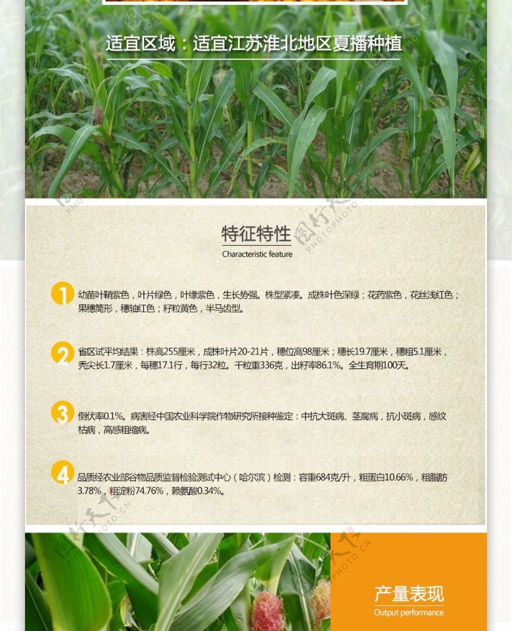 玉米产品模板