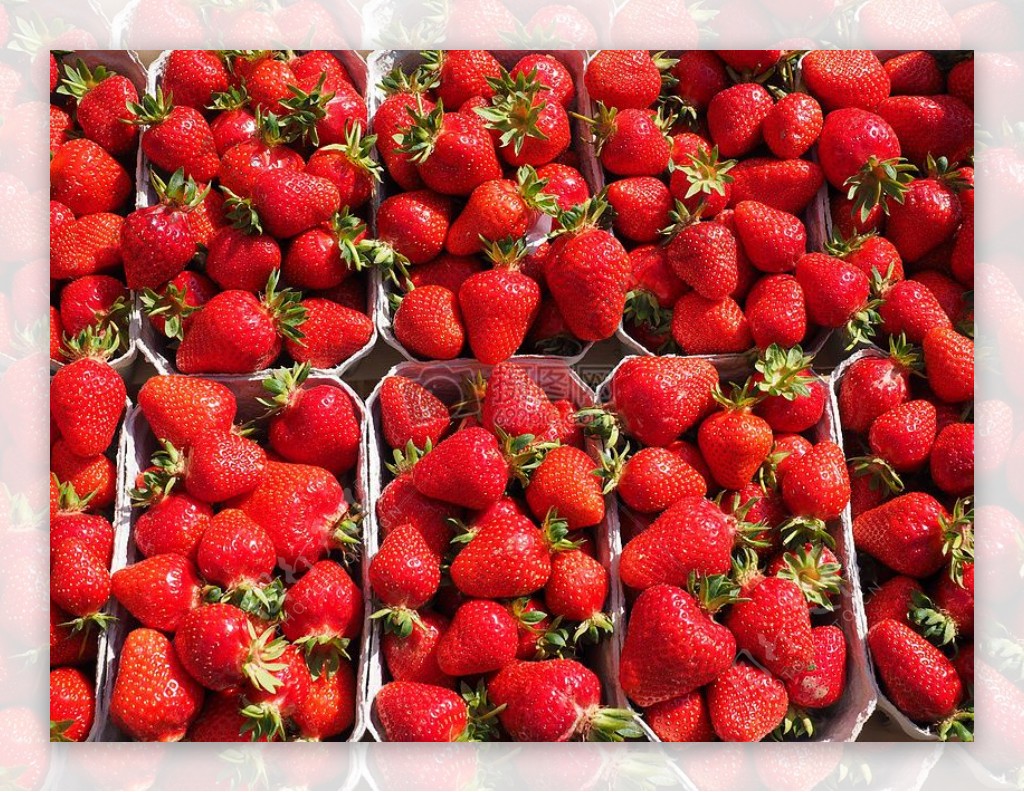 密集的红色草莓