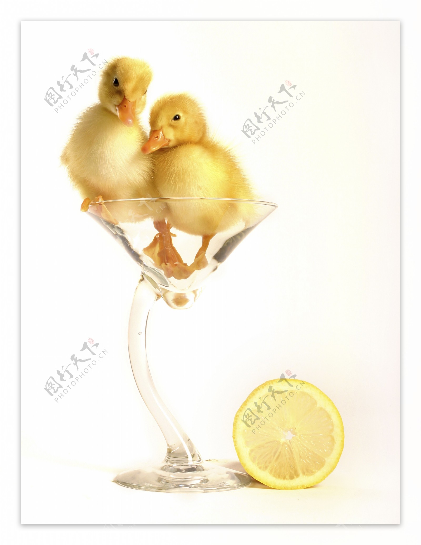 两只站在杯子里的小鸭子图片