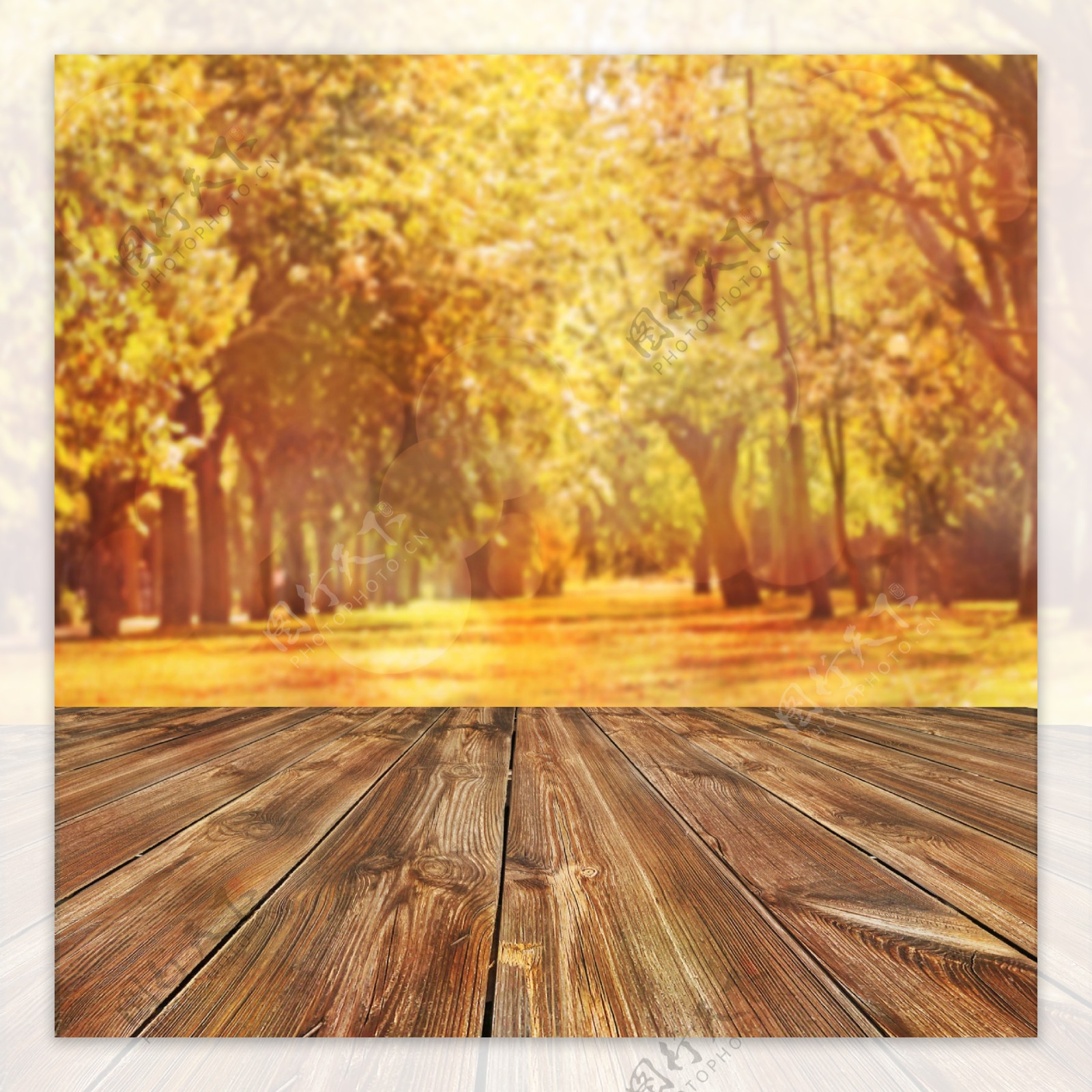 秋天木板树林背景图片