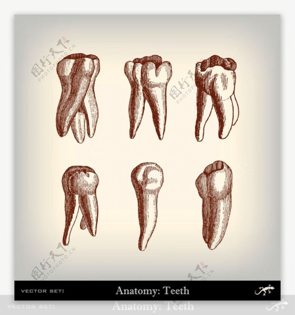 人体牙齿素描图片