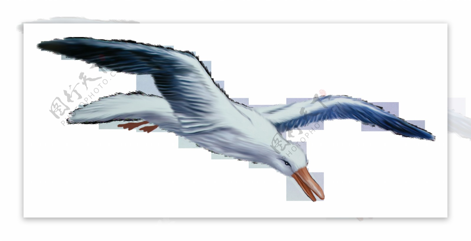 展翅翱翔的海鸥高清图片-千叶网