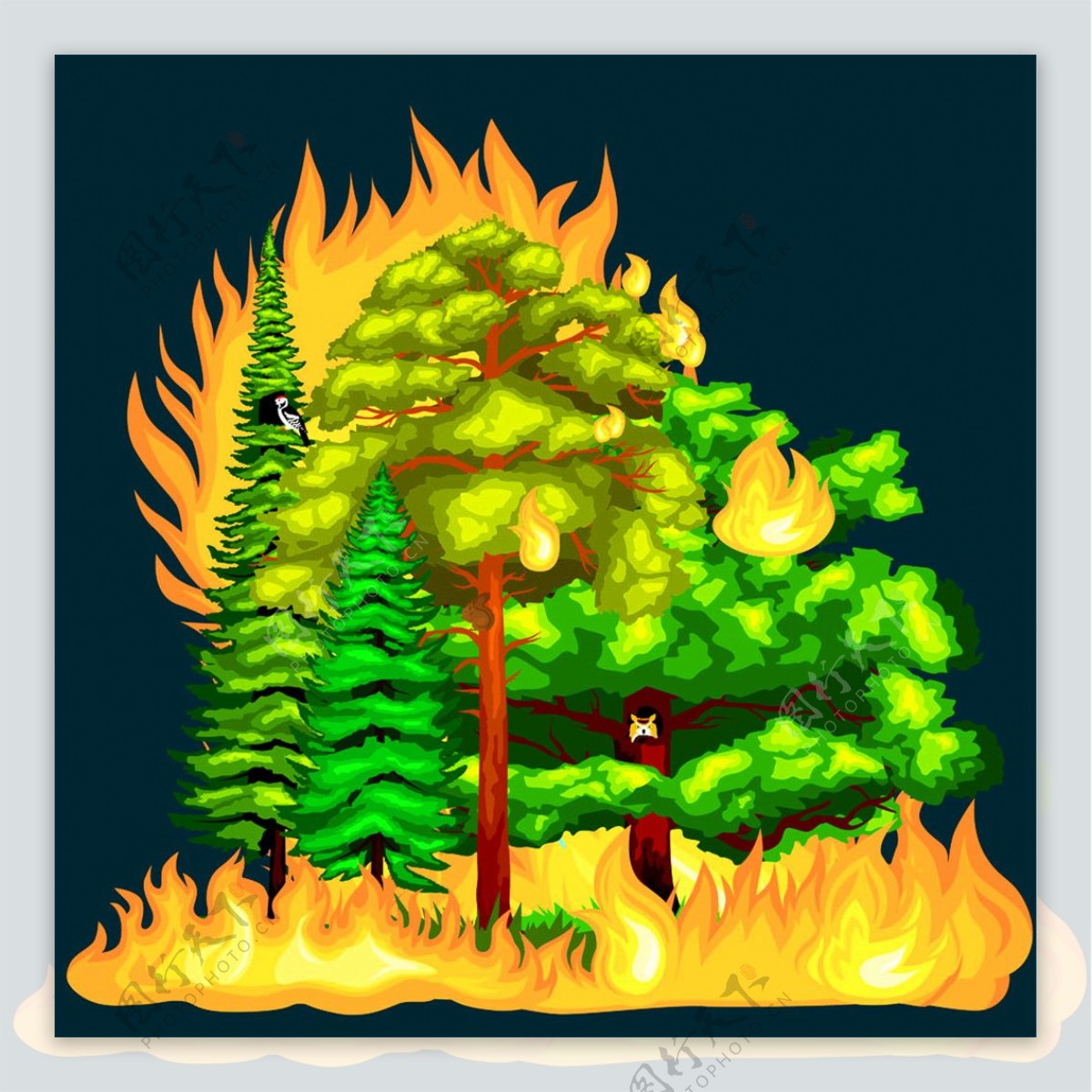 树林火焰火灾图片