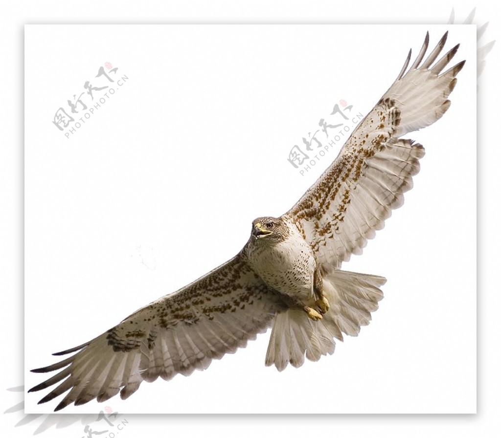 展翅翱翔的猎鹰图片免抠png透明图层素材