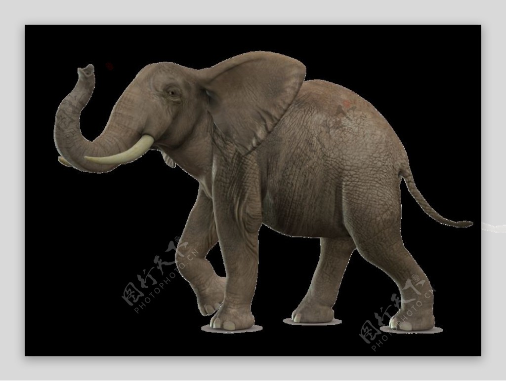 卷着鼻子走路的大象图片免抠png透明素材