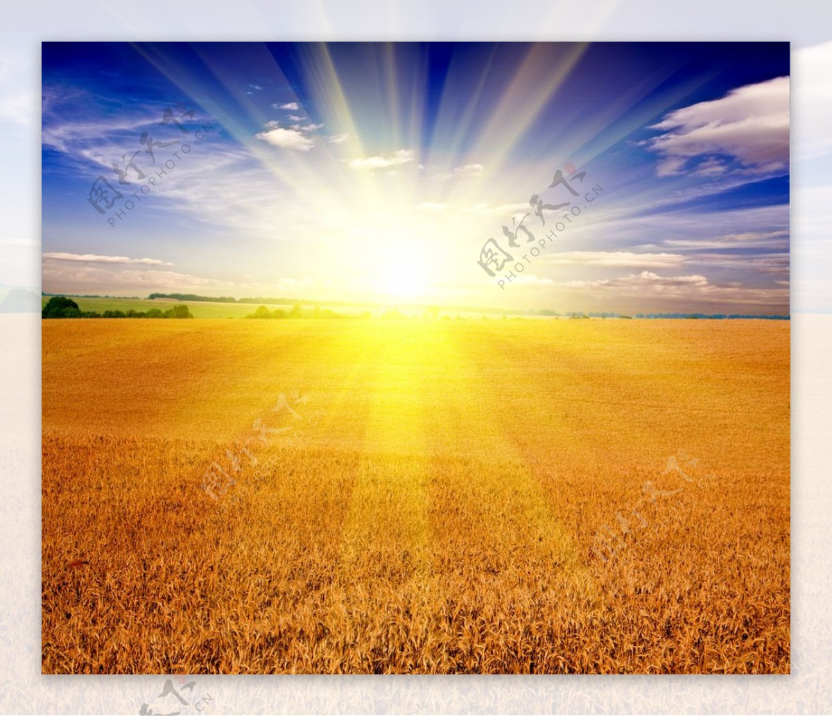 太阳光芒下的金色麦田图片
