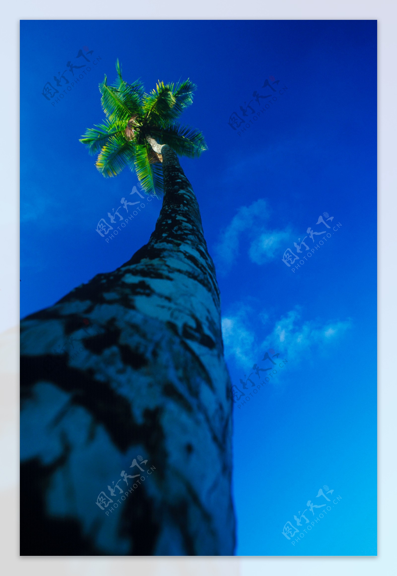 海边椰子树仰视图图片