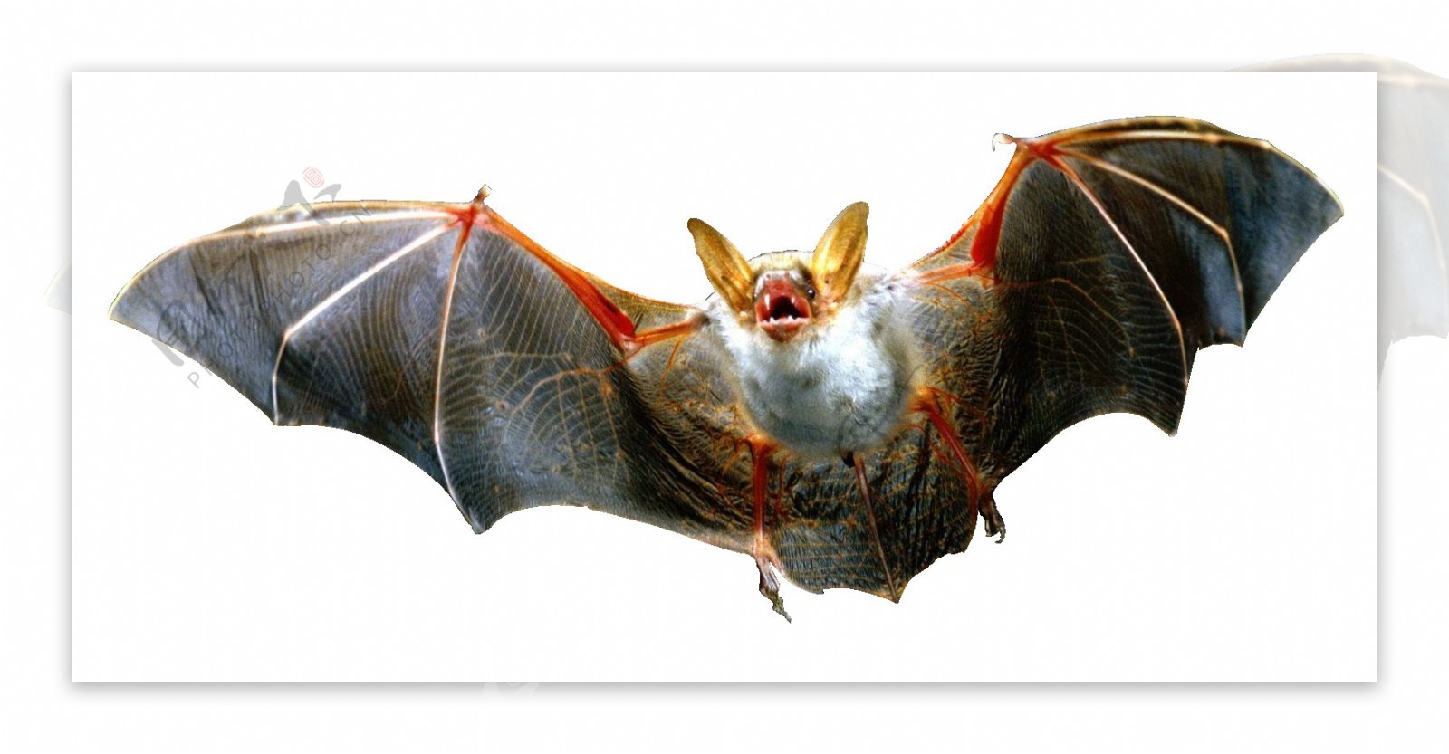 展翅飞翔的蝙蝠图片免抠png透明图层素材