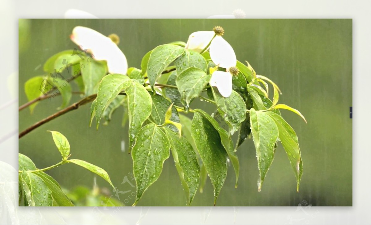 雨水淋湿黄鹂雨打荷花自然风光摄影
