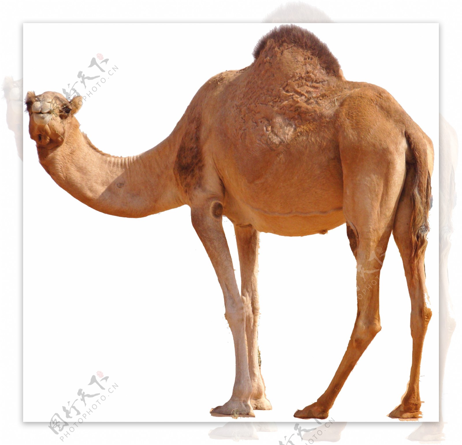 棕色单峰骆驼图片免抠png透明图层素材