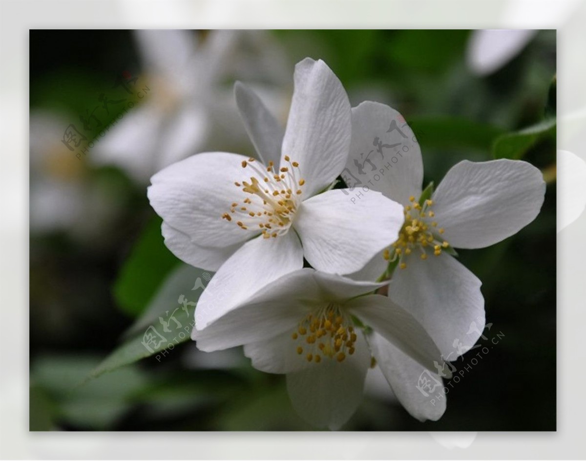 春天白色花朵图片