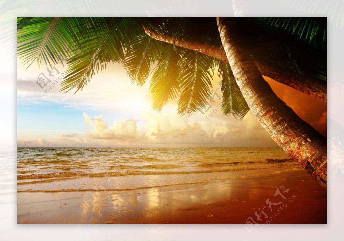 阳光沙滩和椰树图片