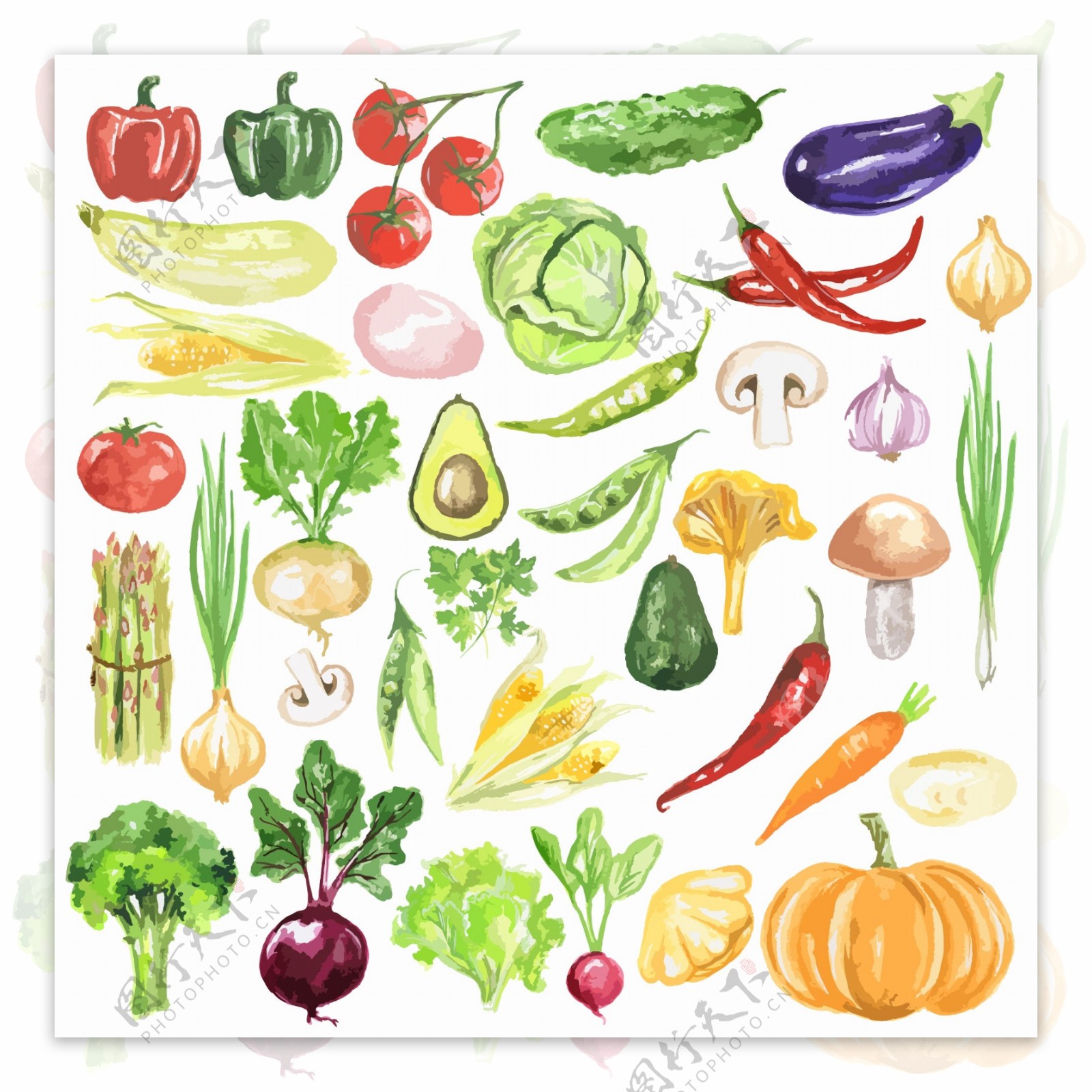蔬菜西红柿花椰菜素描手绘水果矢量图