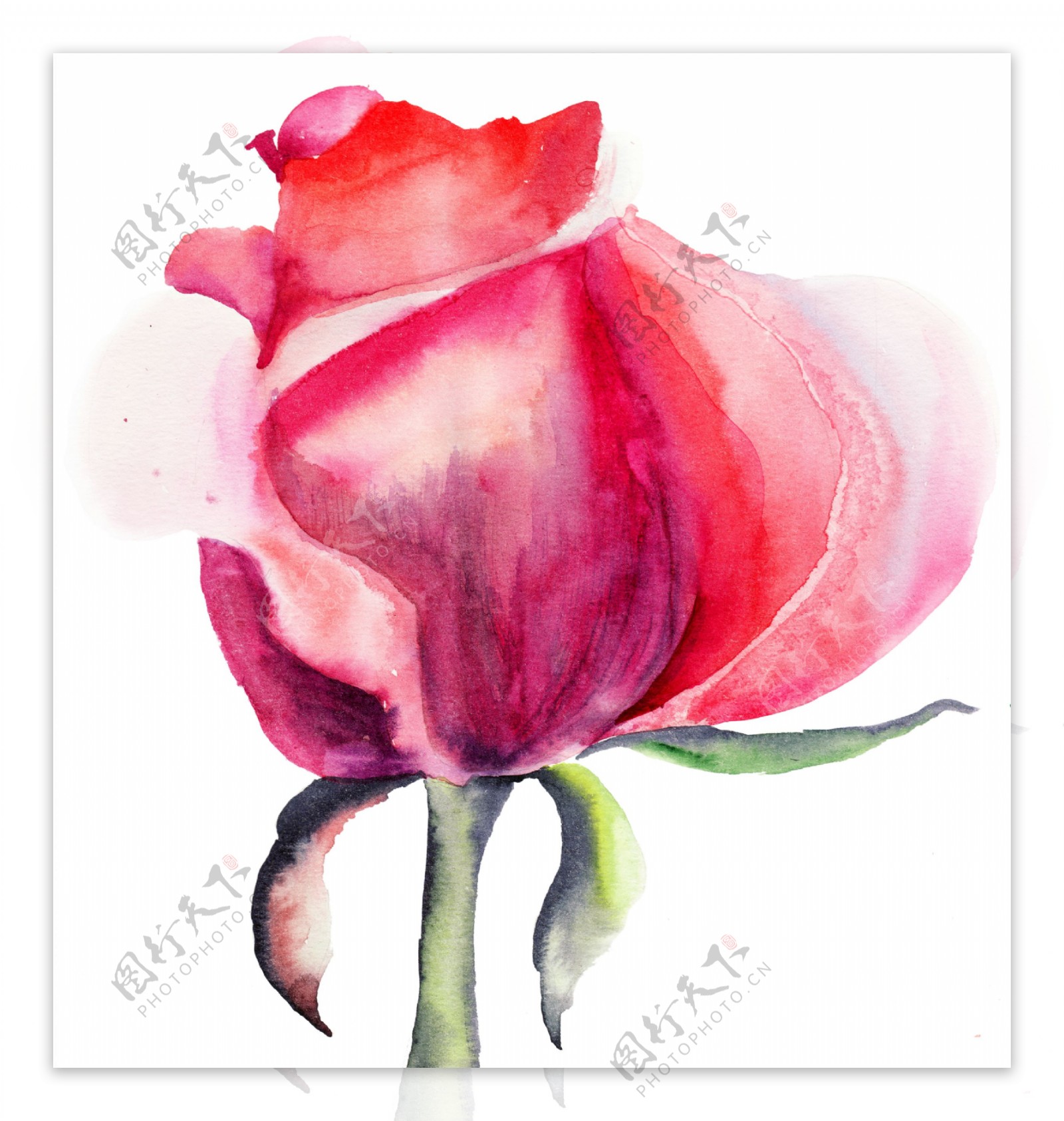 半开的粉色玫瑰花水墨画图片