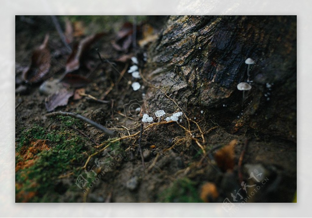 自然苔藓真菌霉菌