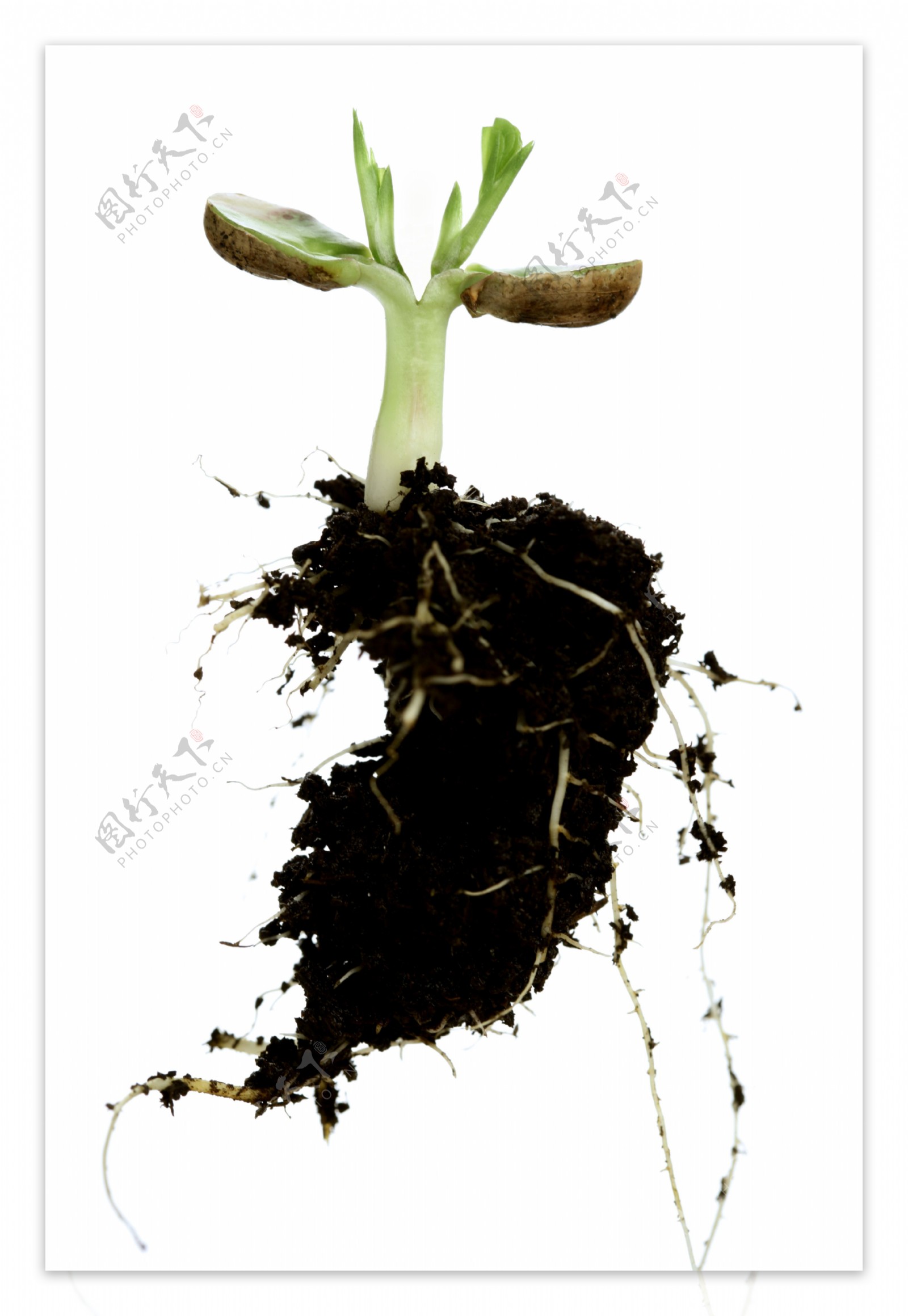 植物根土壤图片