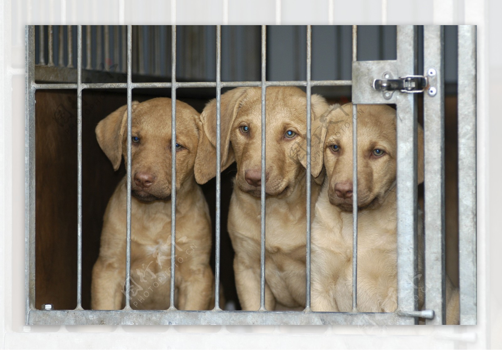 笼子里的三只狗图片