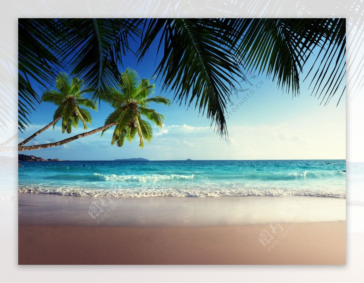 海滩与椰子树图片