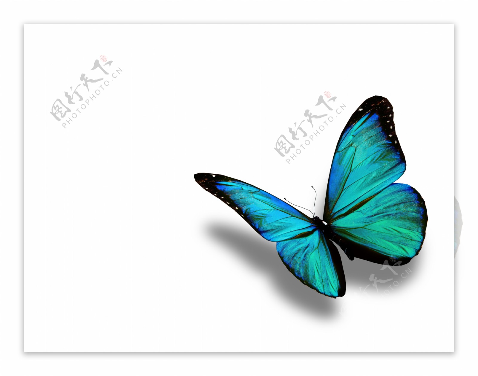 美丽蓝色蝴蝶图片
