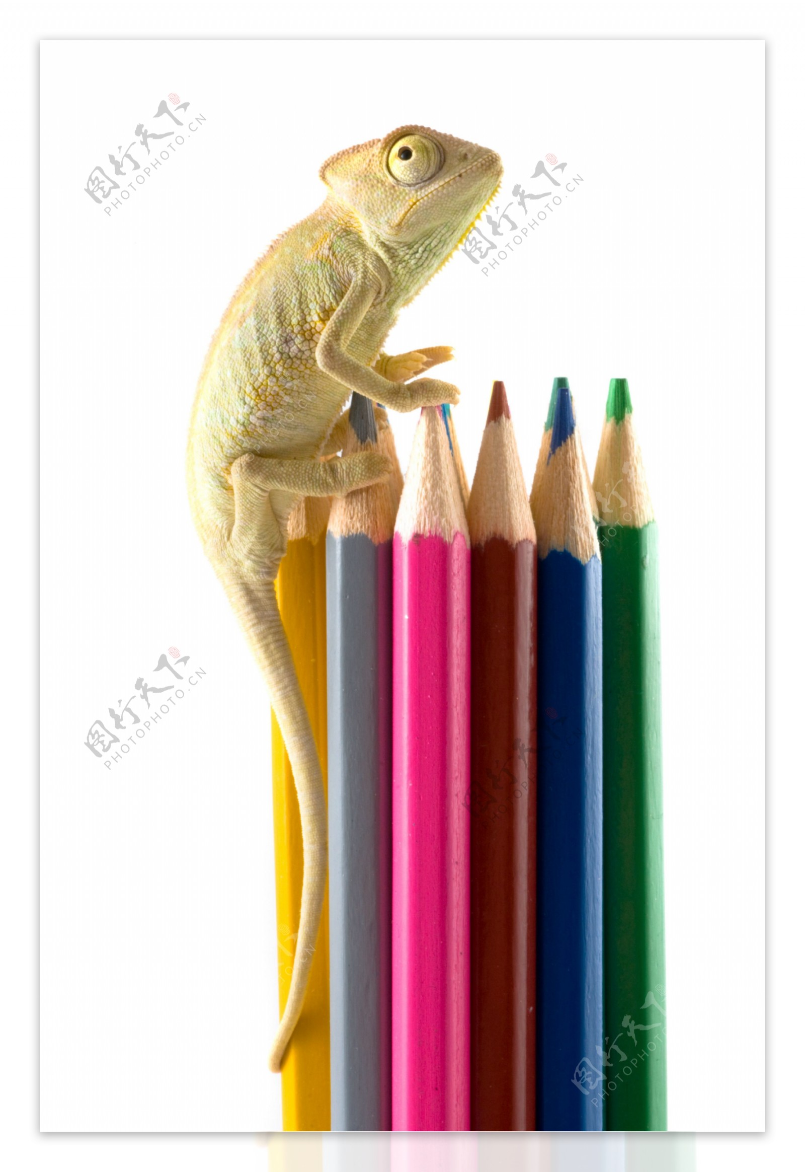 蜥蜴与彩色铅笔图片