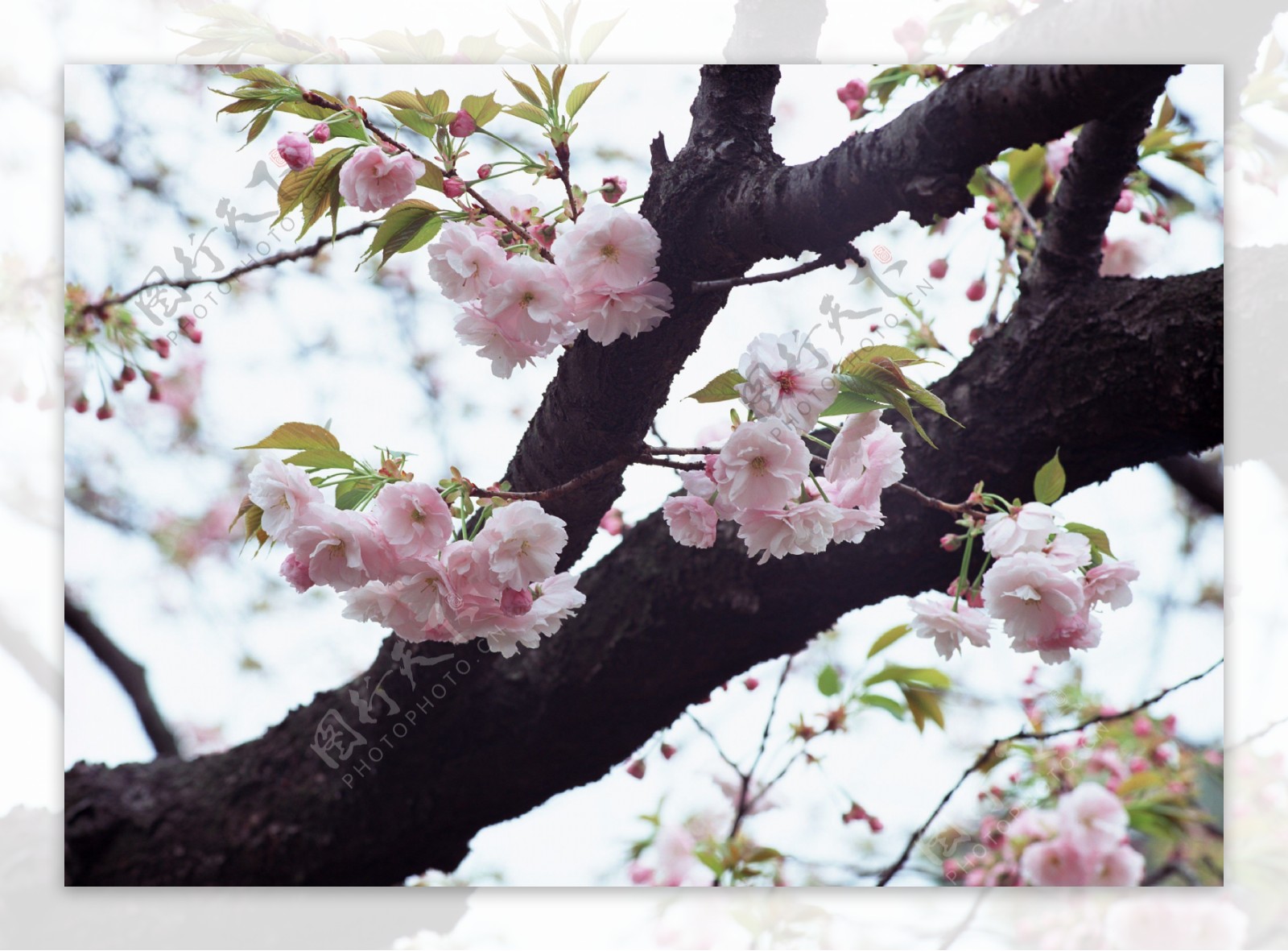 枝头上的桃花图片