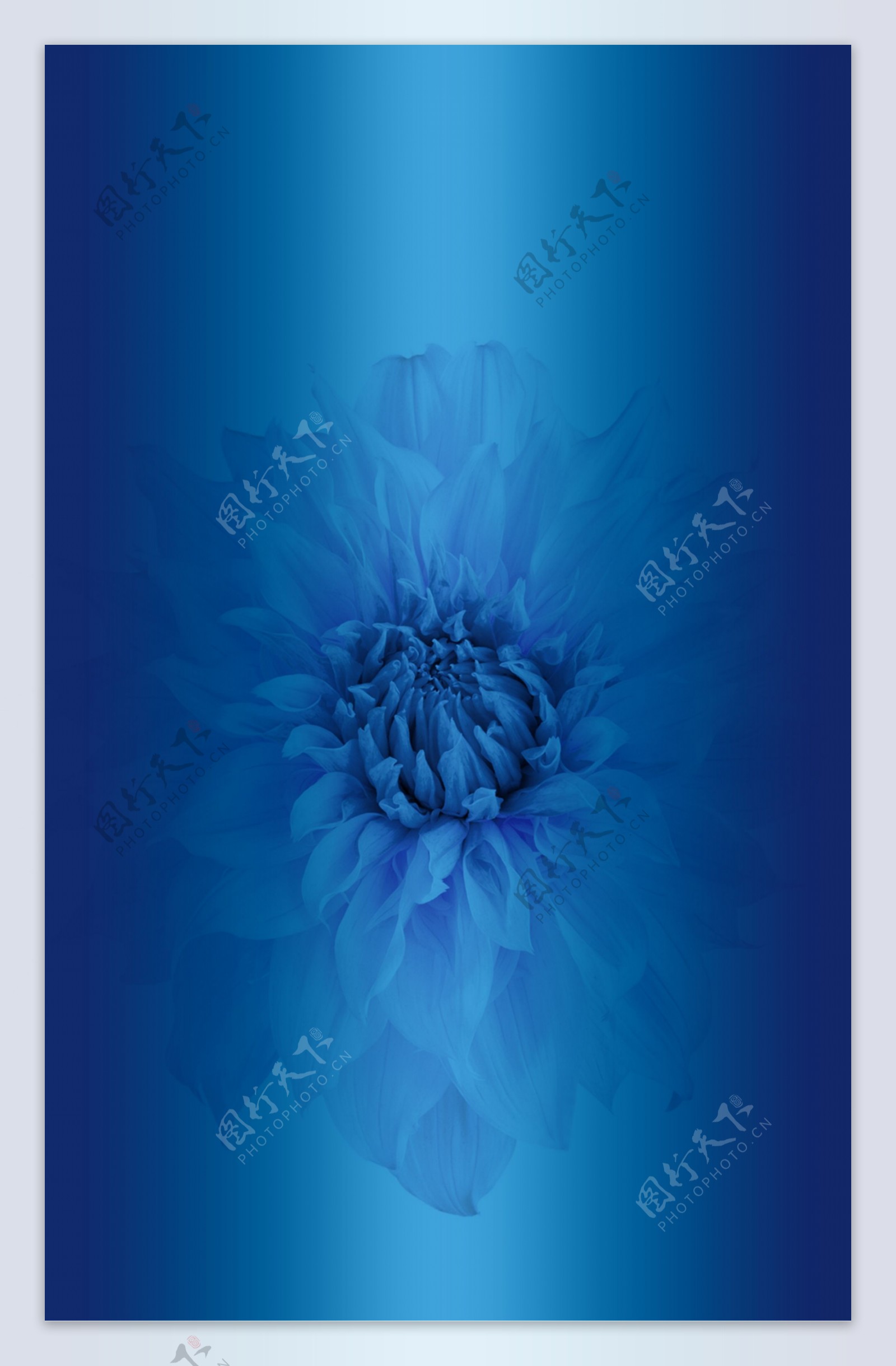 蓝色菊花图案背景展板设计