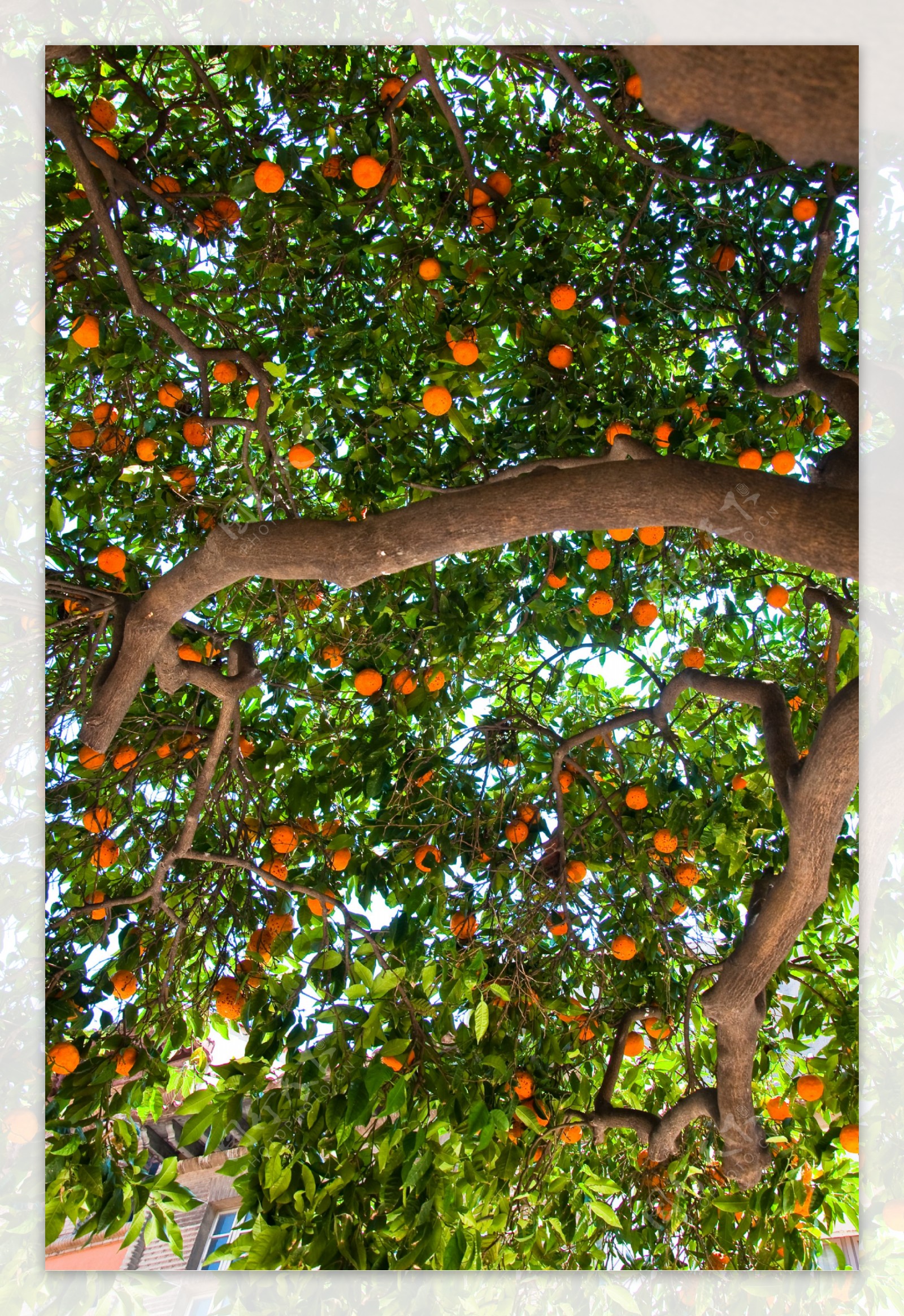 结满橙子的果树图片