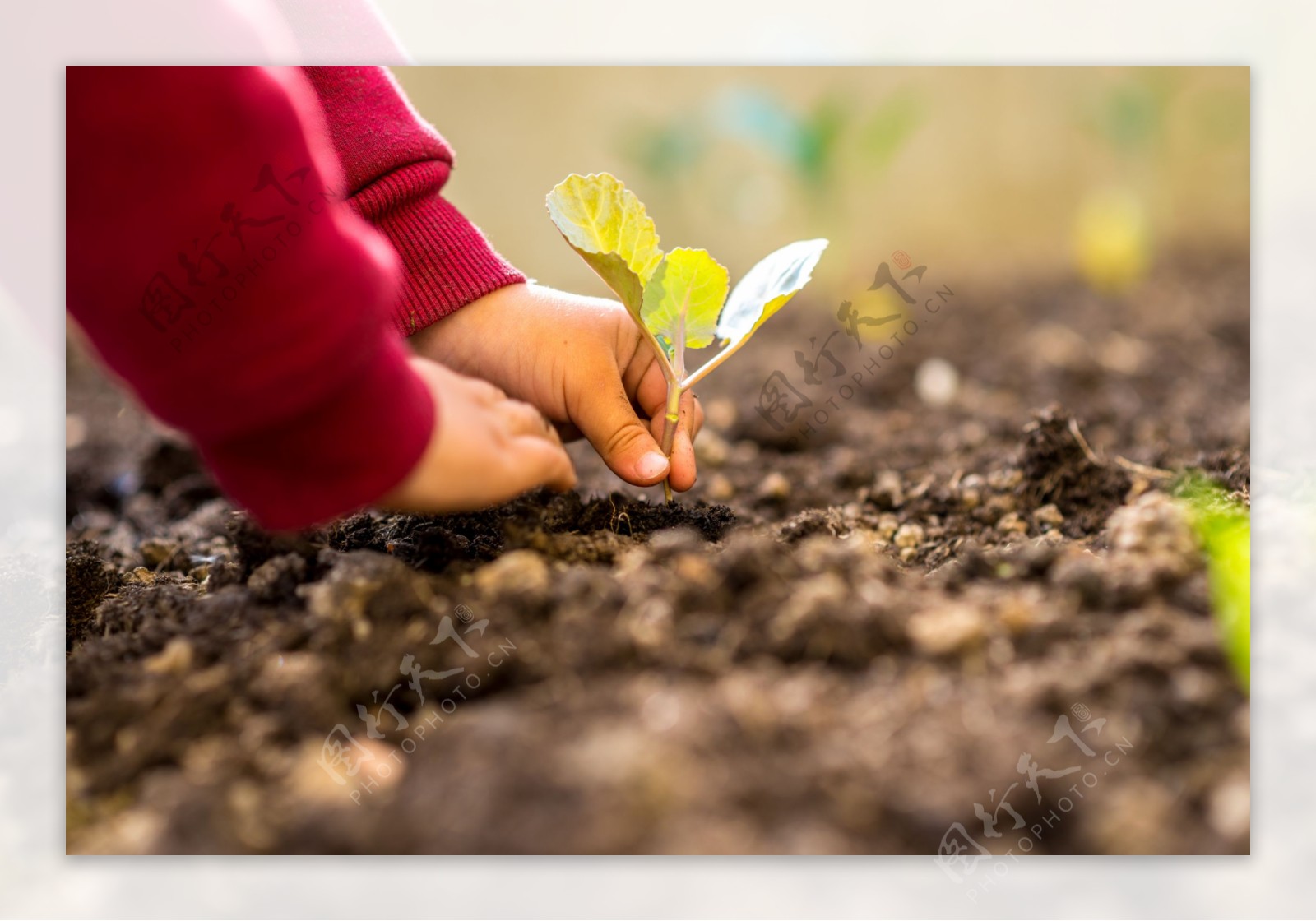 栽进泥土里的植物幼苗摄影高清图片