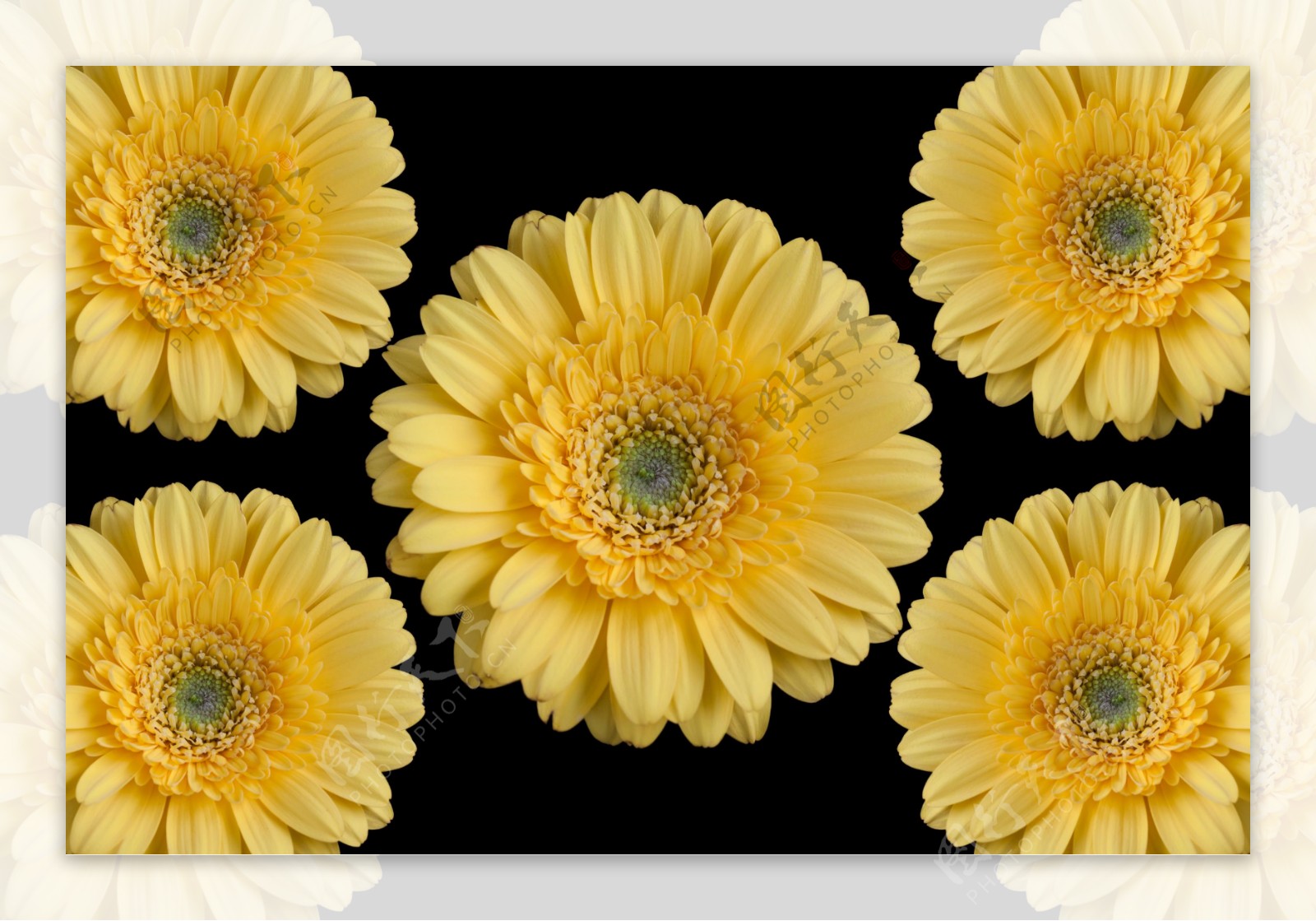 黄色菊花摄影图片