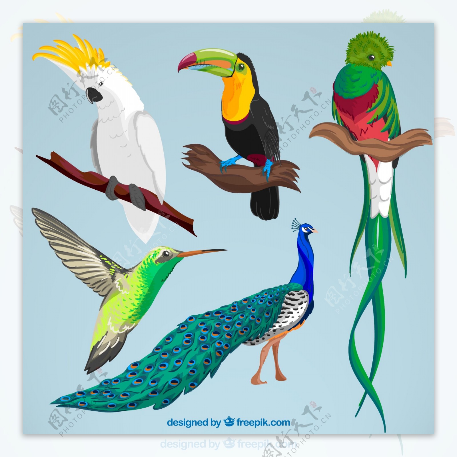 5款彩色鸟类设计矢量素材