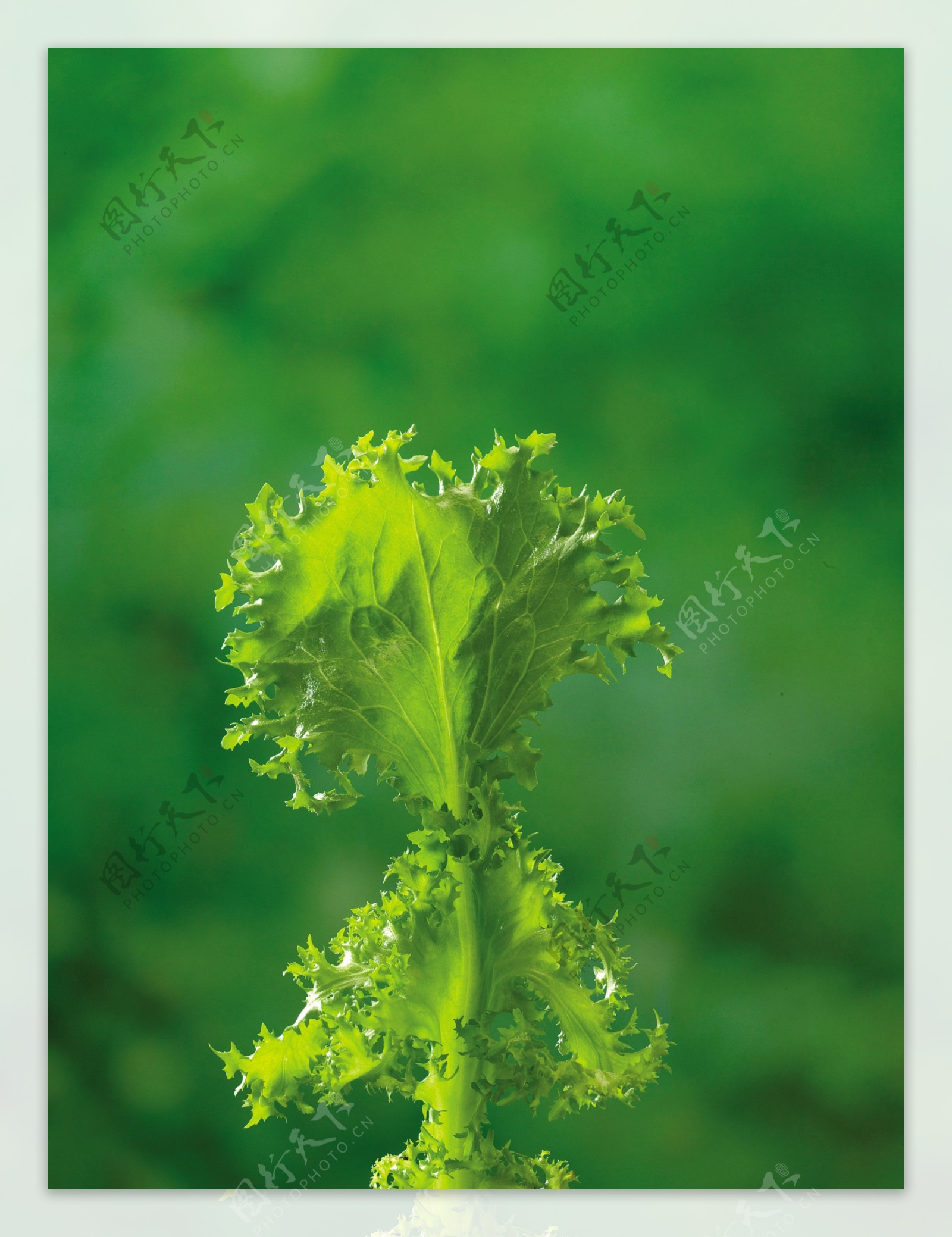 一片青菜叶子图片