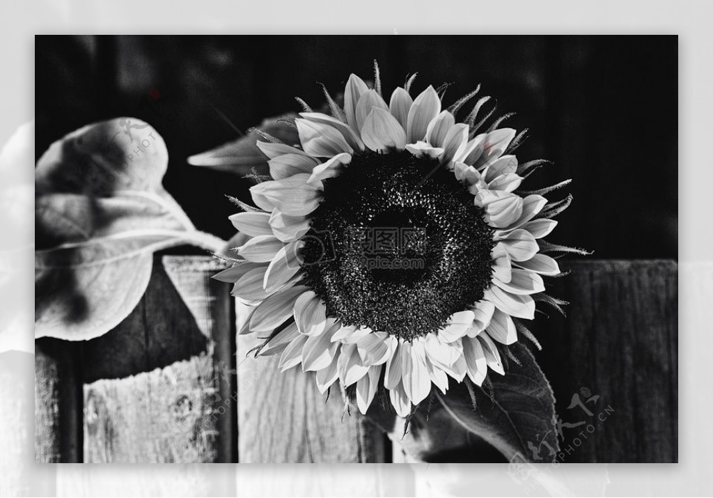 黑色和白色图案白花黑色阴影阴影阴天sunkissed太阳花
