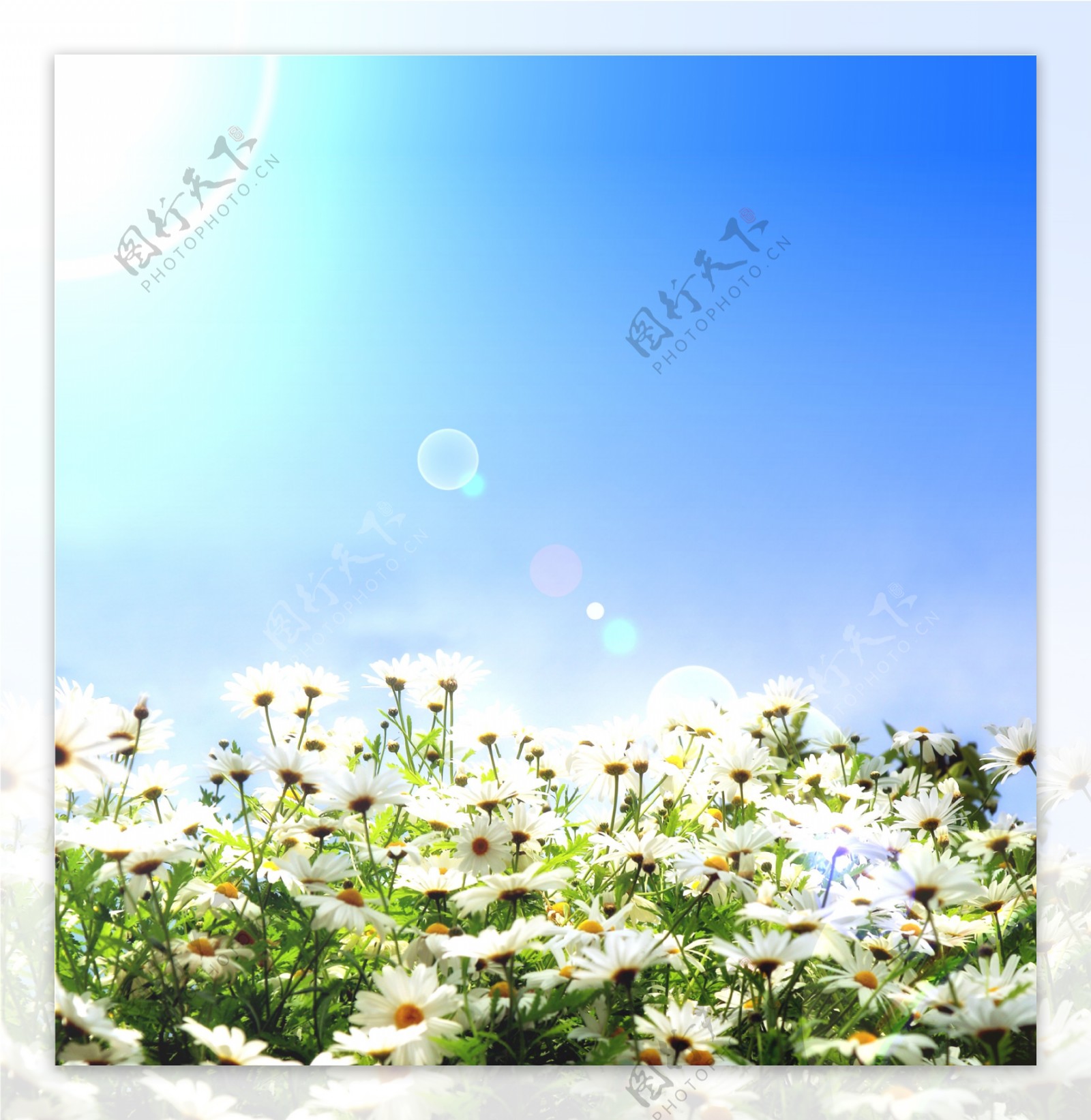 美丽菊花背景图片