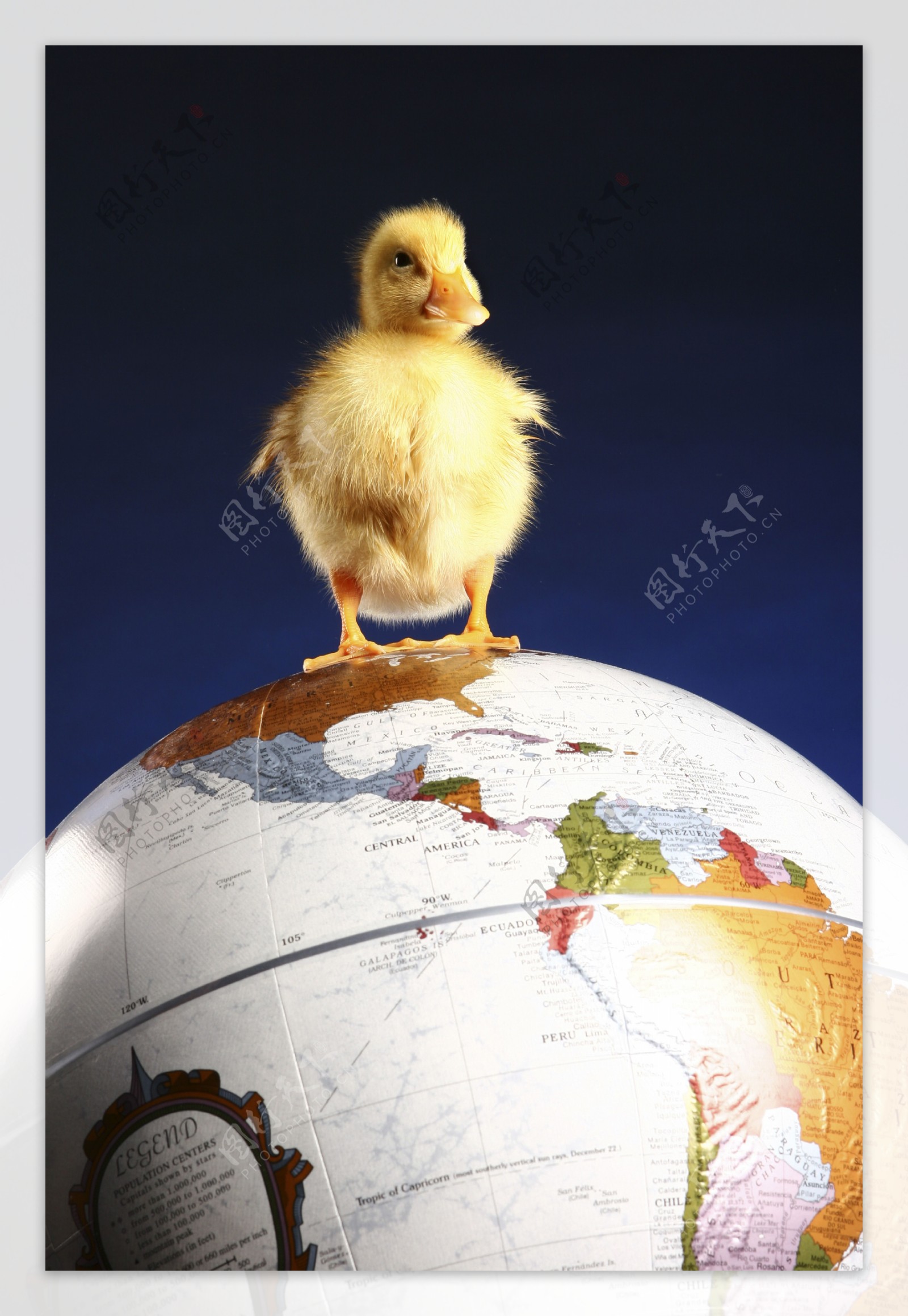 站在地球仪上的小鸭子图片